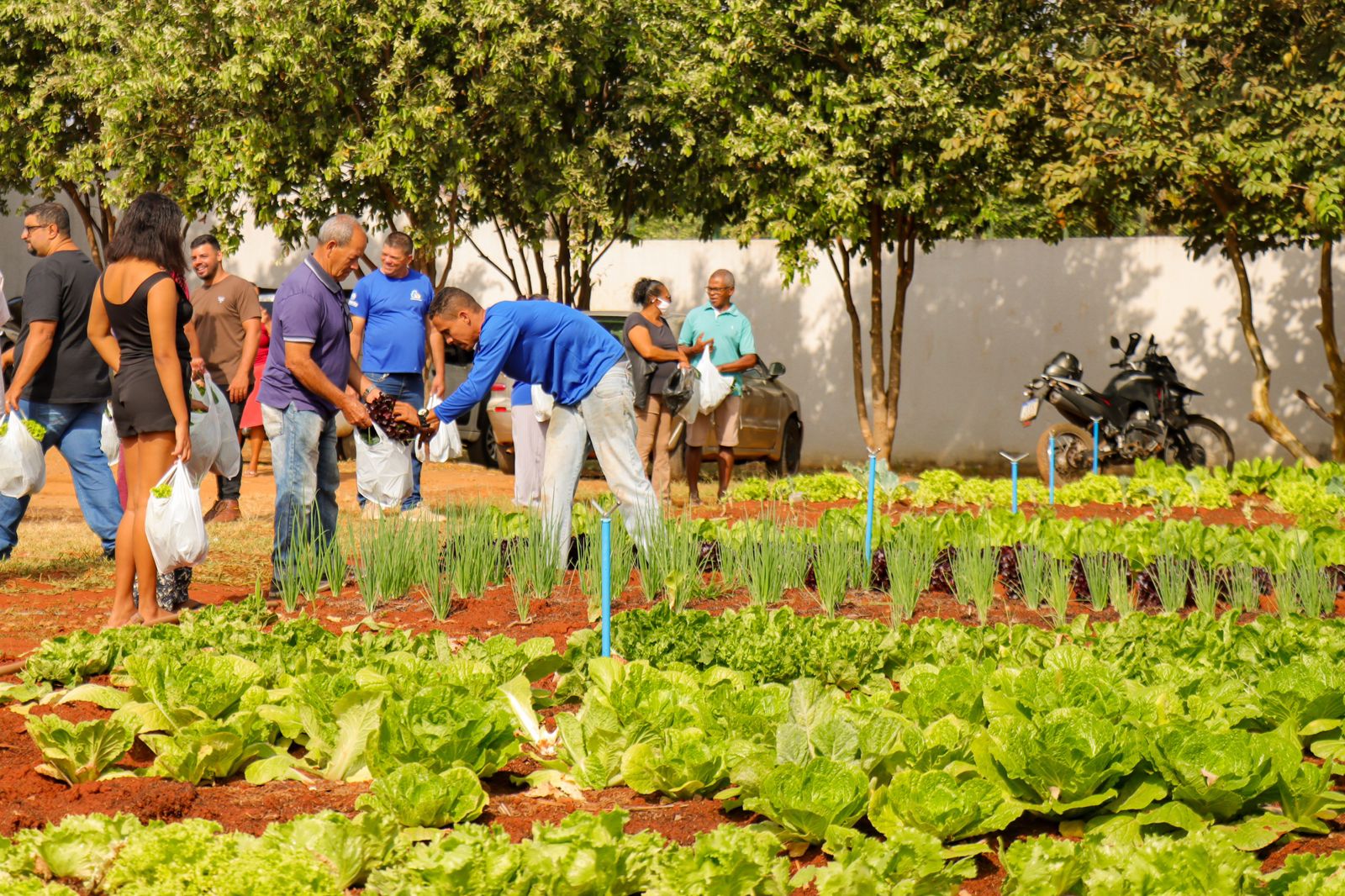 SAÚDE NA MESA: Projeto Mundo Verde entrega alimentos orgânicos à comunidade de Senador Canedo
