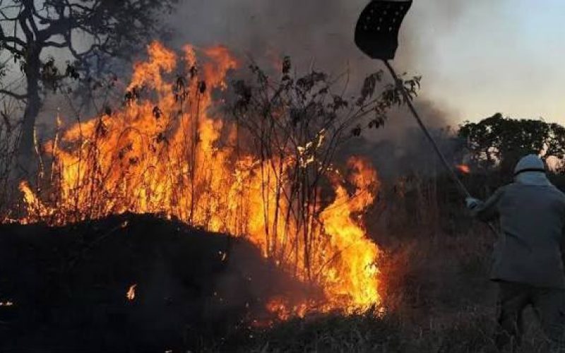Governo de Goiás decreta emergência ambiental para reforçar prevenção a incêndios florestais