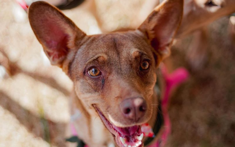 Portal Bem-Estar Animal ultrapassa 600 adoções em Senador Canedo