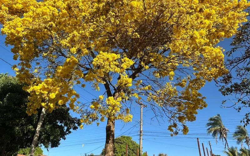 Florada dos ipês transforma ruas e deixa Senador Canedo ainda mais colorida