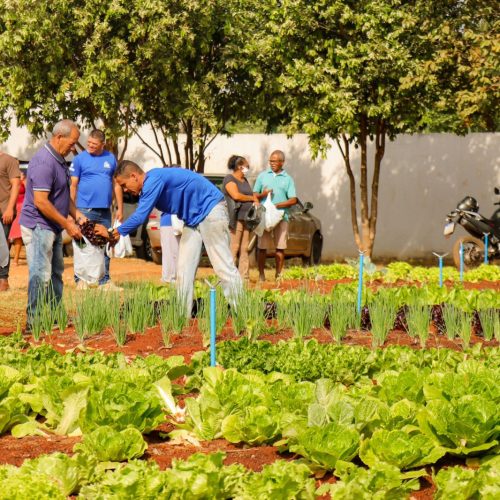 SAÚDE NA MESA: Projeto Mundo Verde entrega alimentos orgânicos à comunidade de Senador Canedo