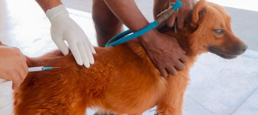 Campanha Antirrábica vacina mais de 3 mil animais em Senador Canedo