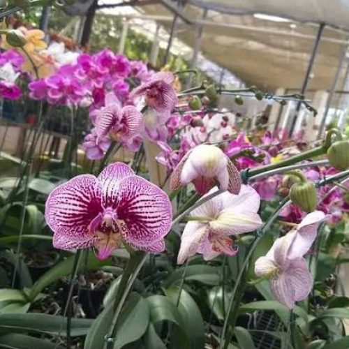 Goiânia recebe exposição de orquídeas com entrada gratuita e troca de alimentos por mudas