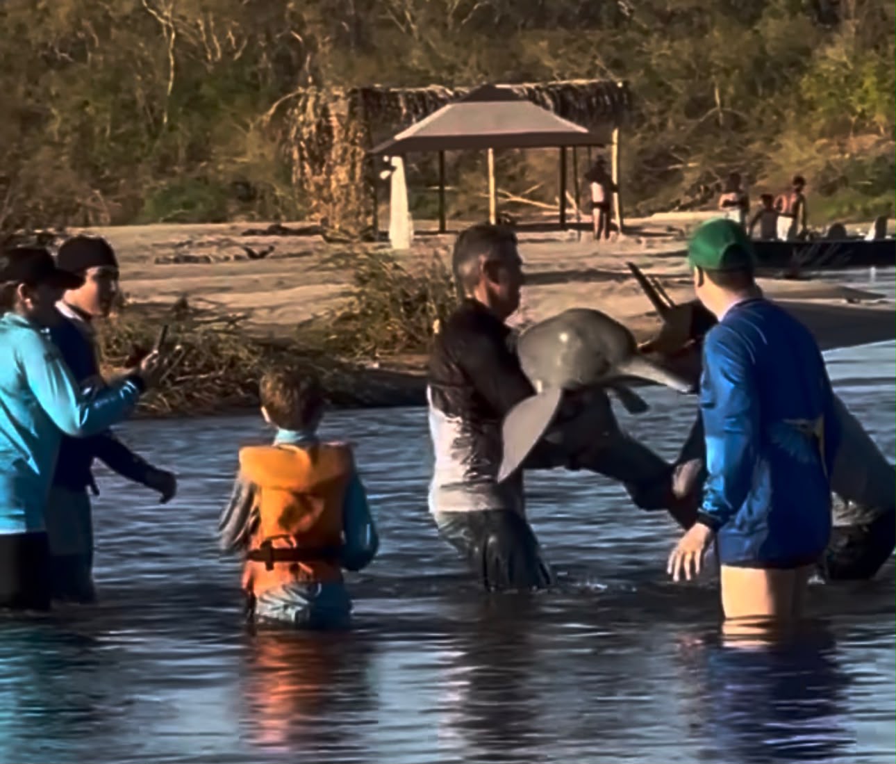 Pescadores salvam boto-do-Araguaia após fisgada acidental no Rio Araguaia
