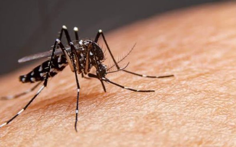 Sorotipo mais agressivo da dengue predomina em Goiás; estado já registra 75 mortes